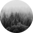 forest forest