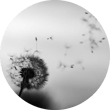wind1 wind1